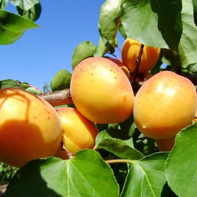 Саженцы абрикоса Краснодар, купить из нашего интернет-магазина:Качественные саженцы прямо из питомника в Краснодаре